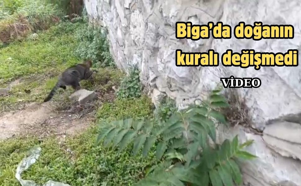 Biga’da doğanın kuralı değişmedi