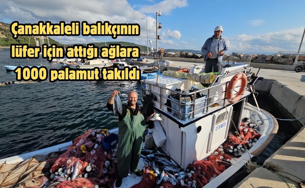 Çanakkaleli balıkçının lüfer için attığı ağlara 1000 palamut takıldı