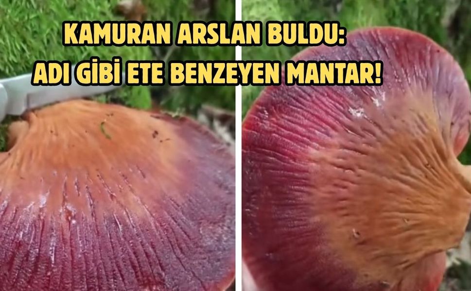 Kamuran Arslan buldu: Adı gibi ete benzeyen mantar!