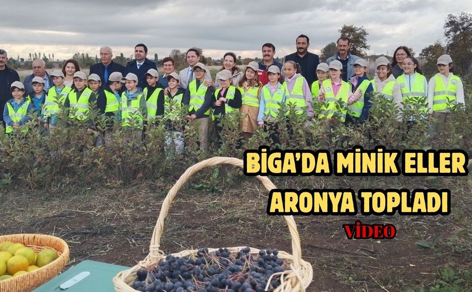 Çanakkale Biga’da minik eller aronya topladı