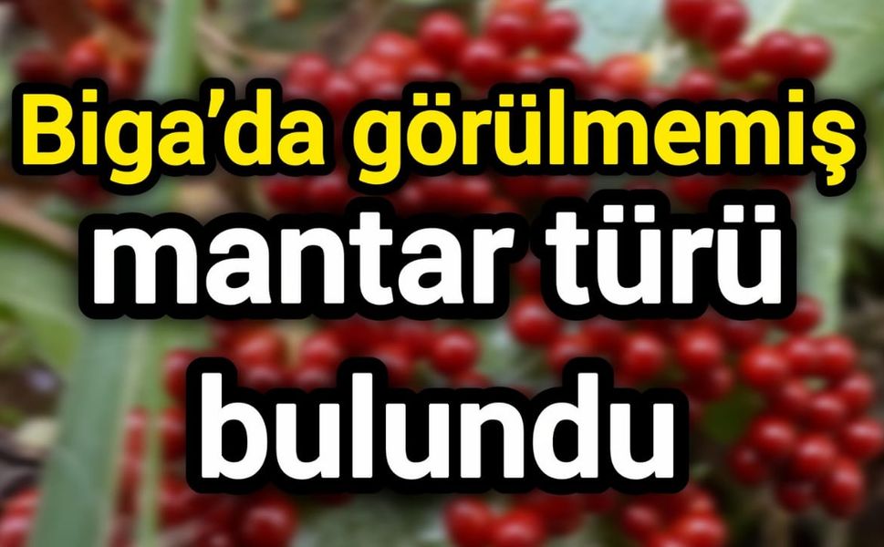 Çanakkale Biga’da görülmemiş mantar türü bulundu
