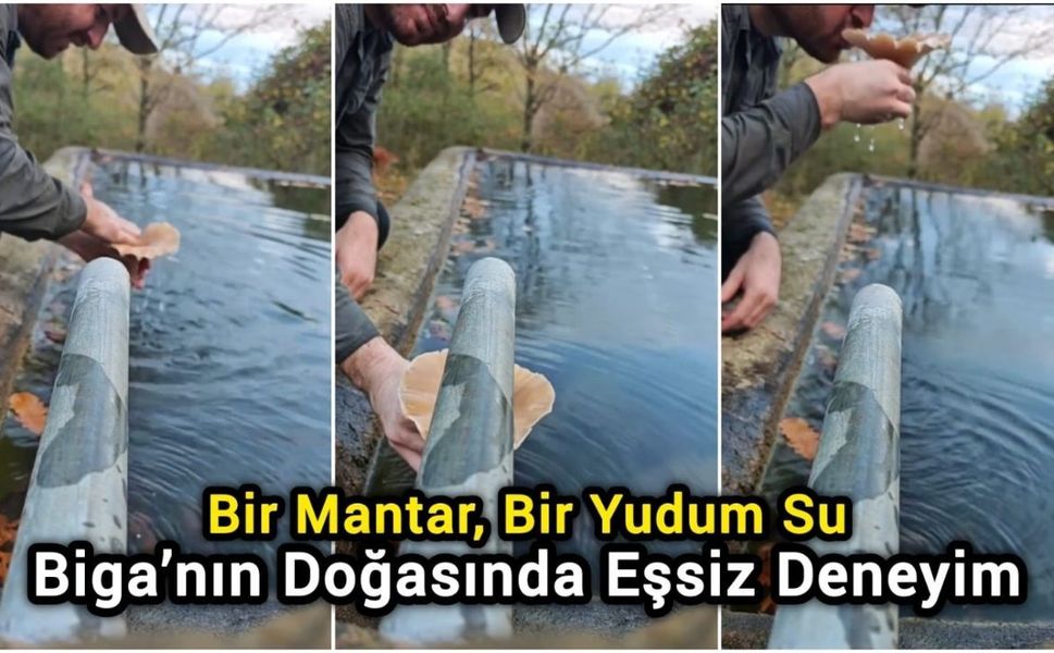 Bir Mantar, Bir Yudum Su: Biga’nın Doğasında Eşsiz Deneyim