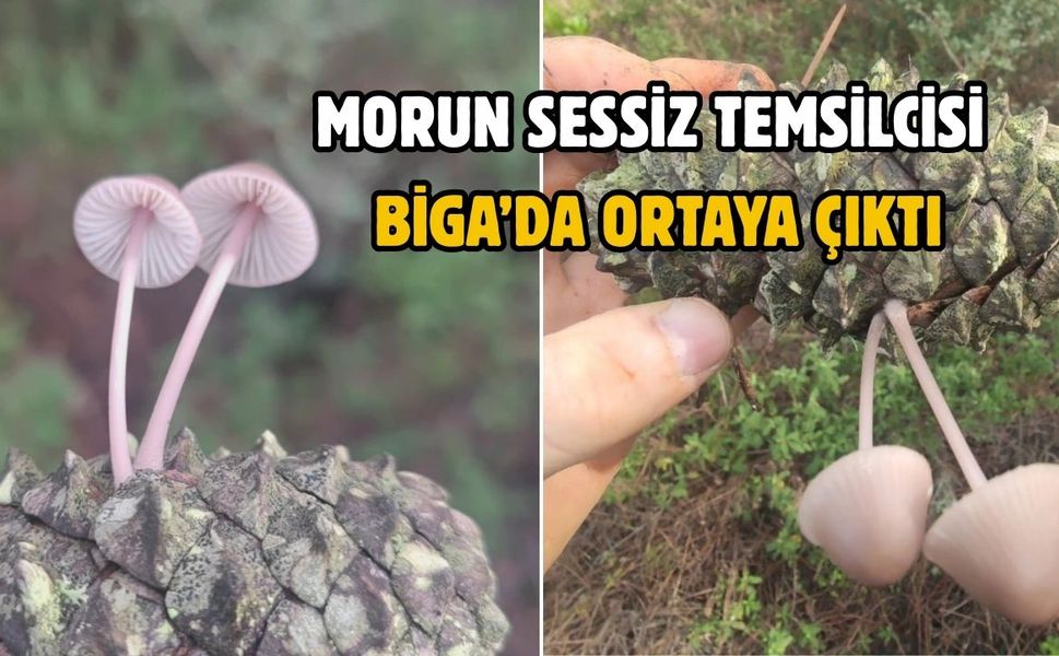 Morun sessiz temsilcisi Biga’da ortaya çıktı
