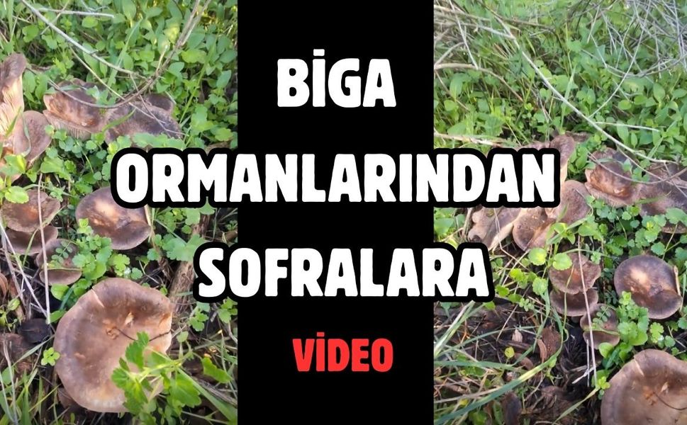 Biga ormanlarından sofralara