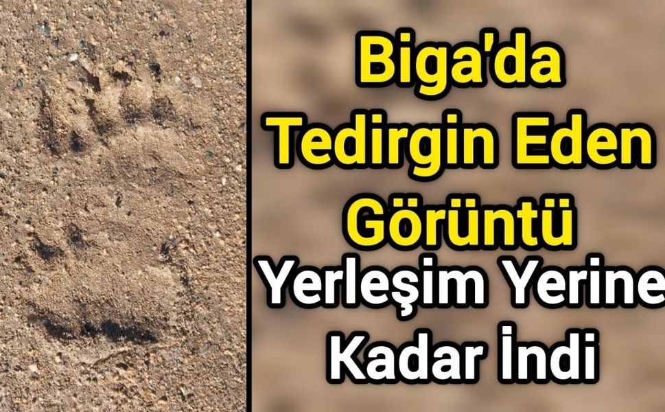 Biga'da Tedirgin Eden Görüntü: Yerleşim Yerine Kadar İndi