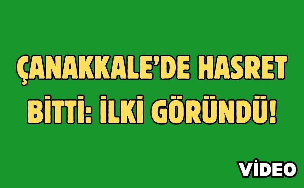 Çanakkale’de hasret bitti: İlki göründü!