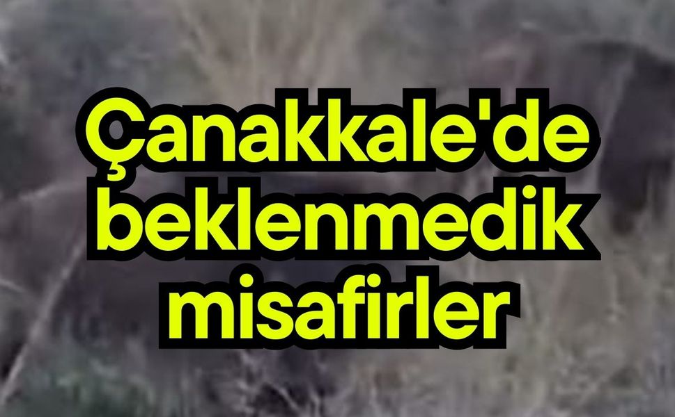 Çanakkale'de beklenmedik misafirler