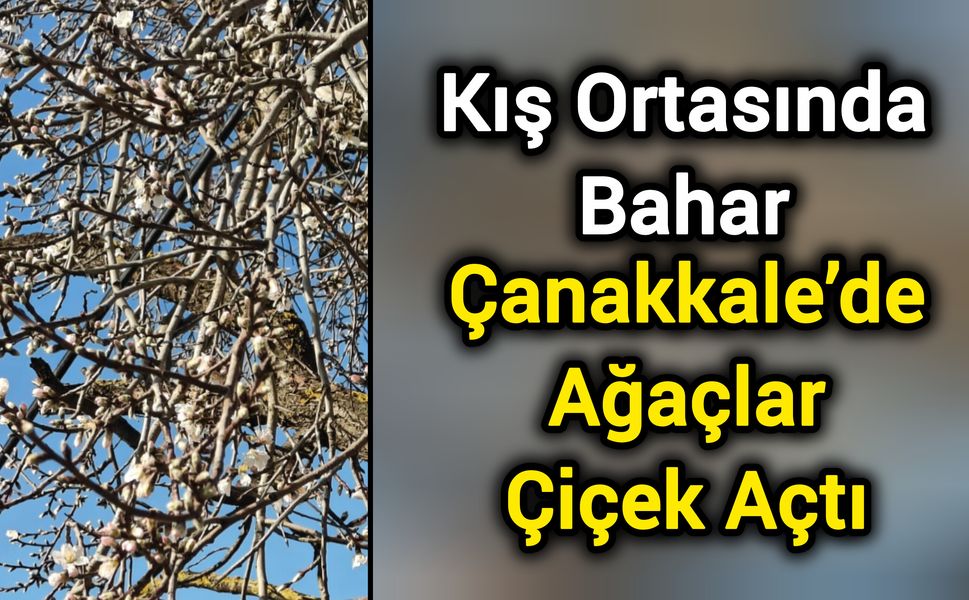 Kış Ortasında Bahar: Çanakkale’de Ağaçlar Çiçek Açtı