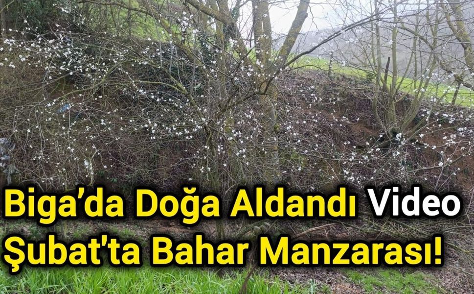 Biga’da Doğa Aldandı: Şubat'ta Bahar Manzarası!
