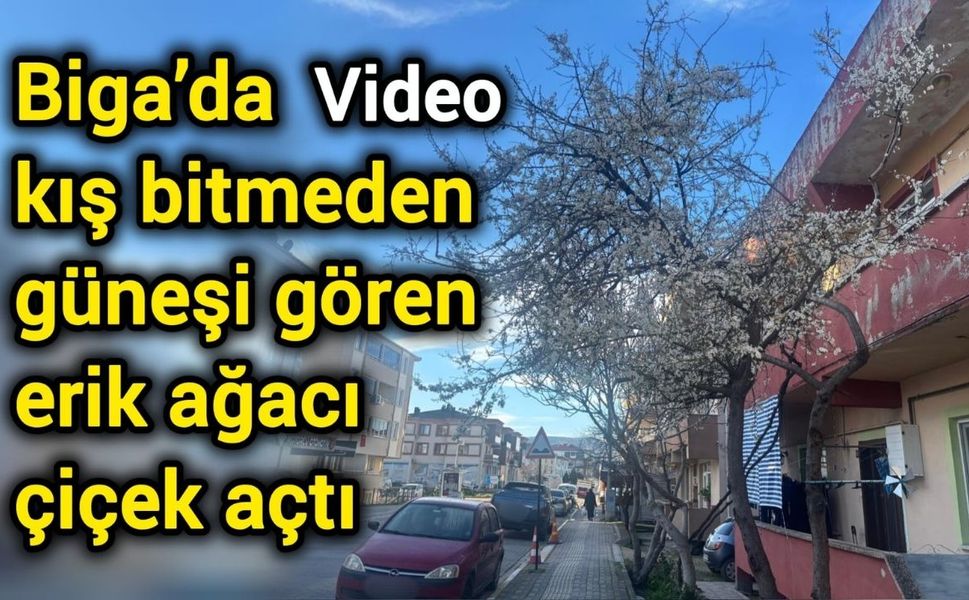 Biga’da kış bitmeden güneşi gören erik ağacı çiçek açtı