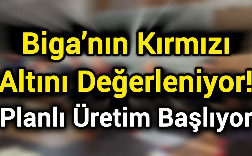 Biga’nın Kırmızı Altını Değerleniyor: Planlı Üretim Başlıyor
