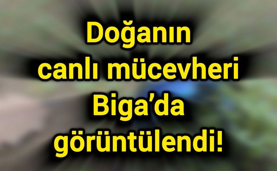 Doğanın canlı mücevheri Biga’da görüntülendi!