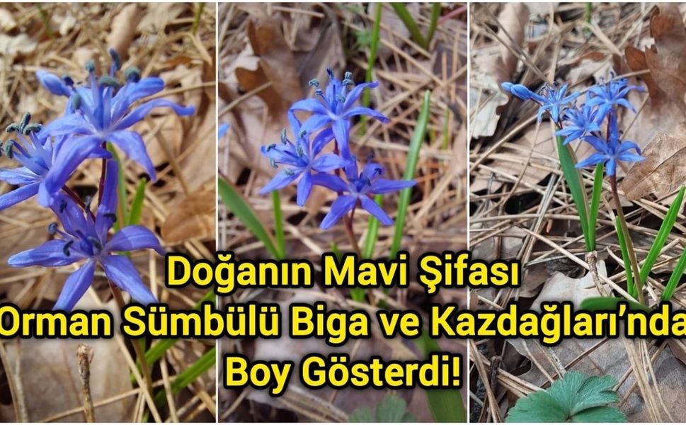 Doğanın Mavi Şifası: Orman Sümbülü Biga ve Kazdağları’nda Boy Gösterdi!