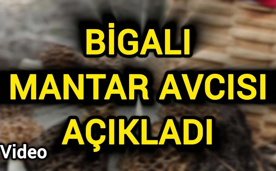 Kuzugöbeği neden yanık ormanlarda çıkar?