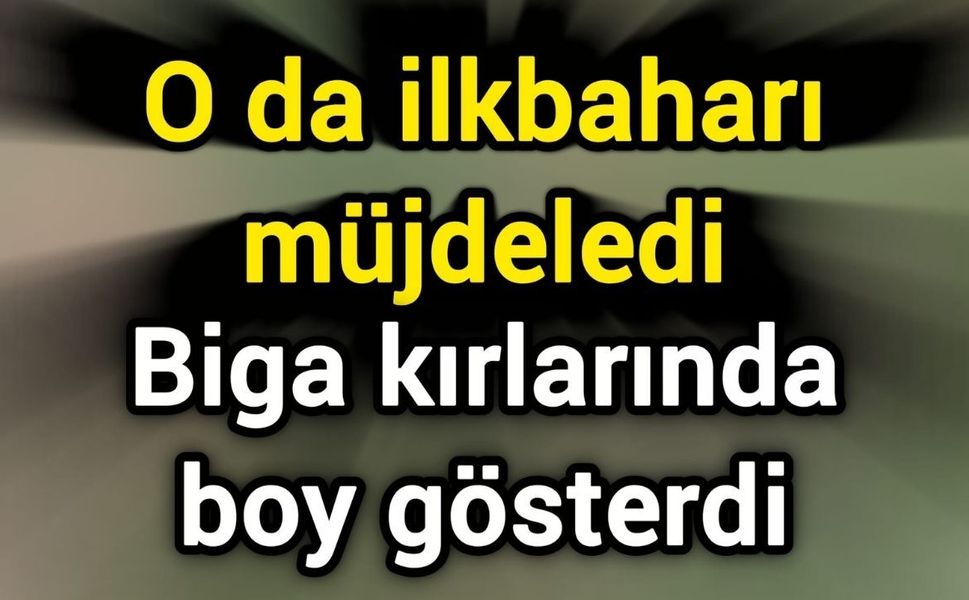 O da ilkbaharı müjdeledi: Biga kırlarında boy gösterdi