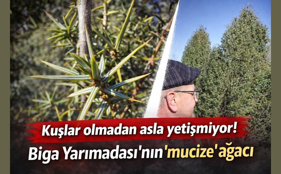 Kuşlar olmadan asla yetişmiyor! Biga Yarımadası’nın "mucize" ağacı