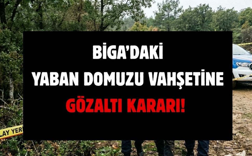 Biga’daki Yaban Domuzu Vahşetine Gözaltı Kararı!
