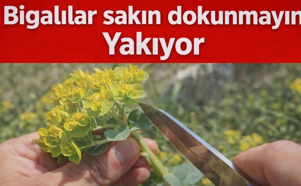 Bigalılar sakın dokunmayın! Yakıyor