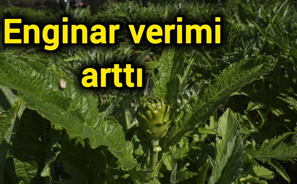 Enginar verimi arttı