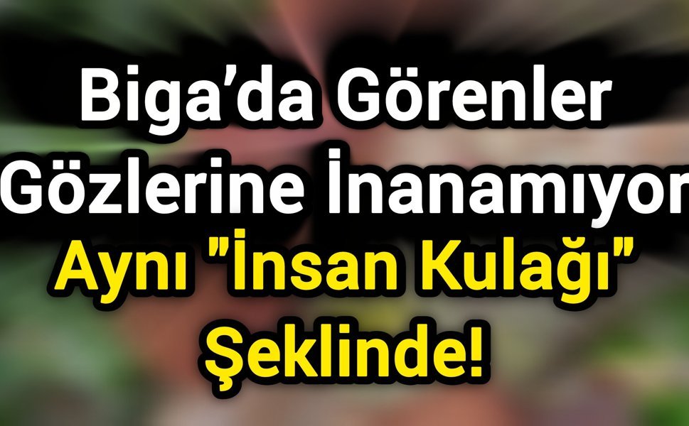 Biga’da Görenler Gözlerine İnanamıyor: Aynı "İnsan Kulağı" Şeklinde!