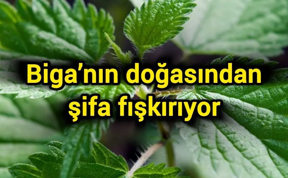 Biga’nın doğasından şifa fışkırıyor