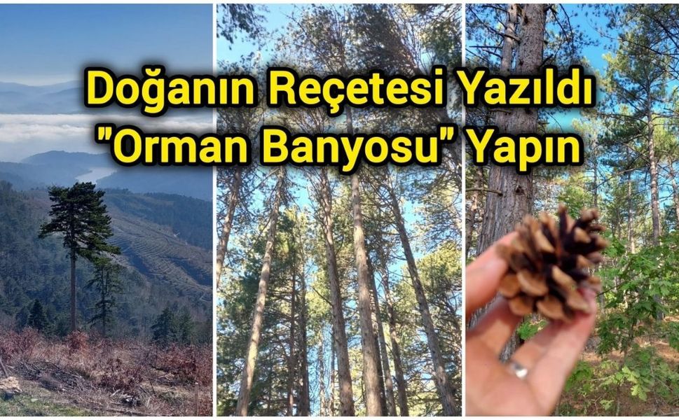 Doğanın Reçetesi Yazıldı: "Orman Banyosu" Yapın