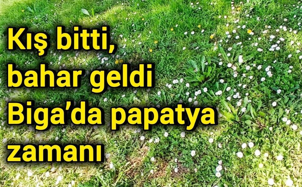 Kış bitti, bahar geldi: Biga’da papatya zamanı