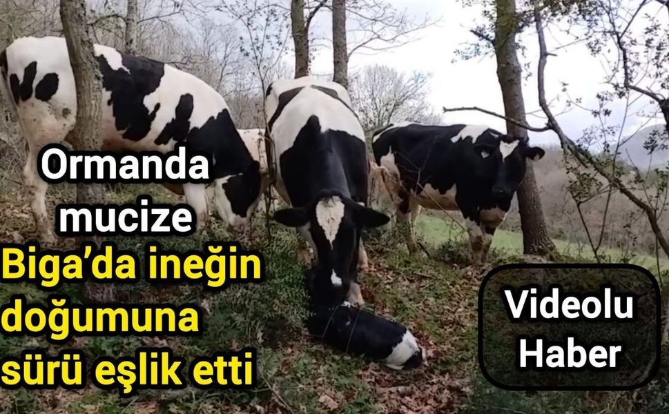 Ormanda mucize: Biga’da ineğin doğumuna sürü eşlik etti
