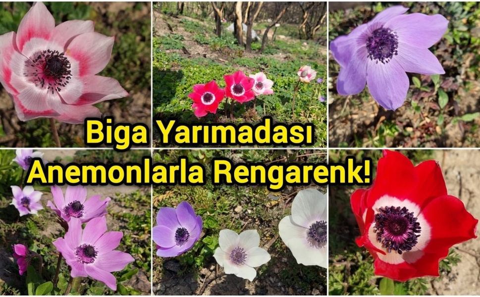 Rüzgarın kızı Çanakkale’yi sardı