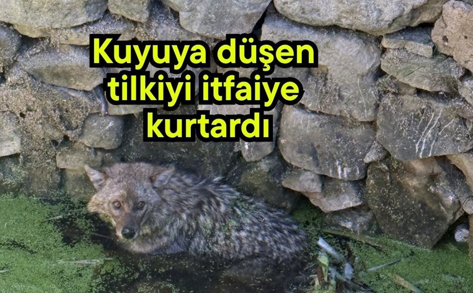 Kuyuya düşen tilkiyi itfaiye kurtardı