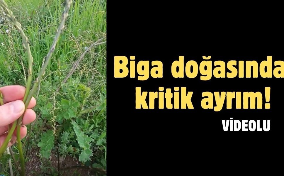 Biga doğasında kritik ayrım!