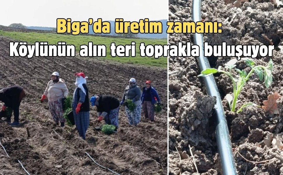 Biga’da üretim zamanı: Köylünün alın teri toprakla buluşuyor