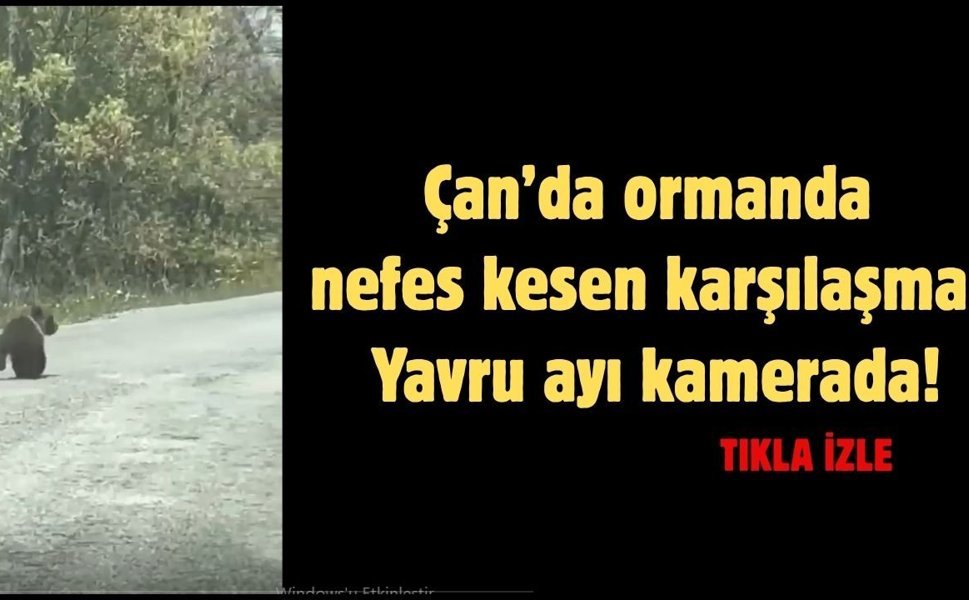 Çan’da ormanda nefes kesen karşılaşma: yavru ayı kamerada!