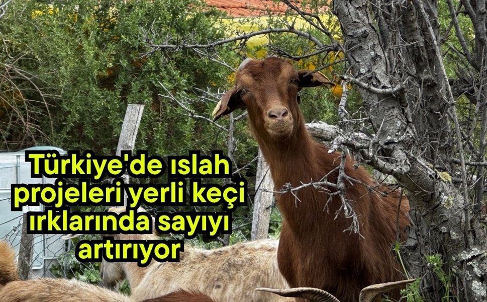 Türkiye'de ıslah projeleri yerli keçi ırklarında sayıyı artırıyor