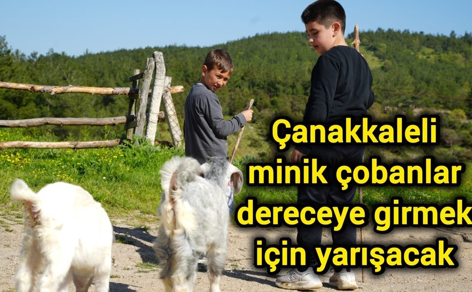 Çanakkaleli minik çobanlar dereceye girmek için yarışacak