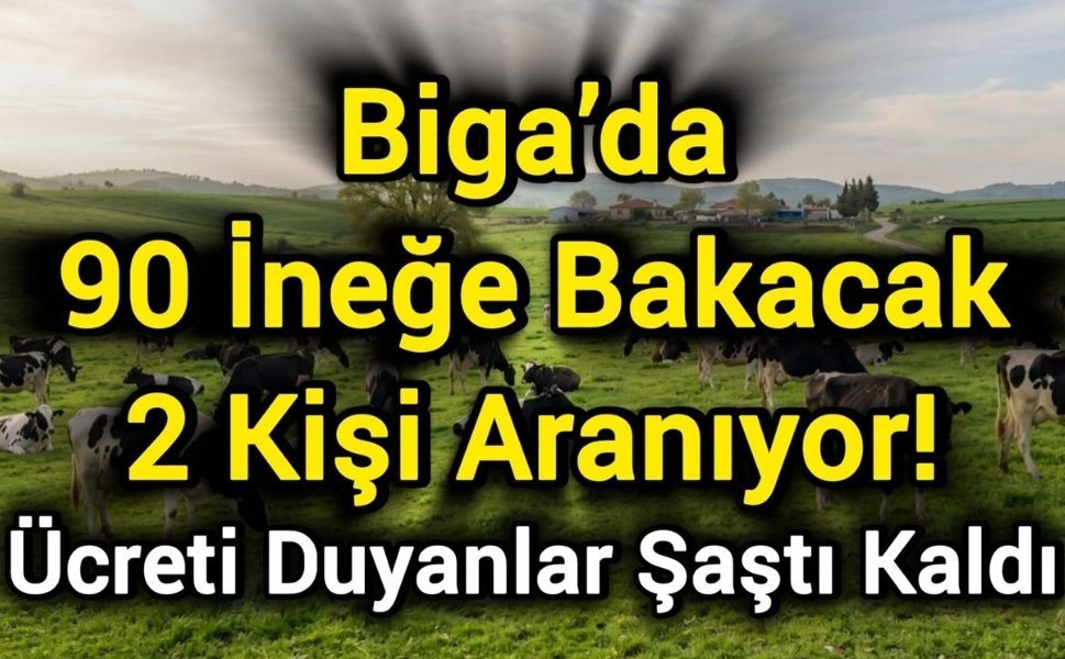 Biga’da 90 İneğe Bakacak 2 Kişi Aranıyor! Ücreti Duyanlar Şaştı Kaldı