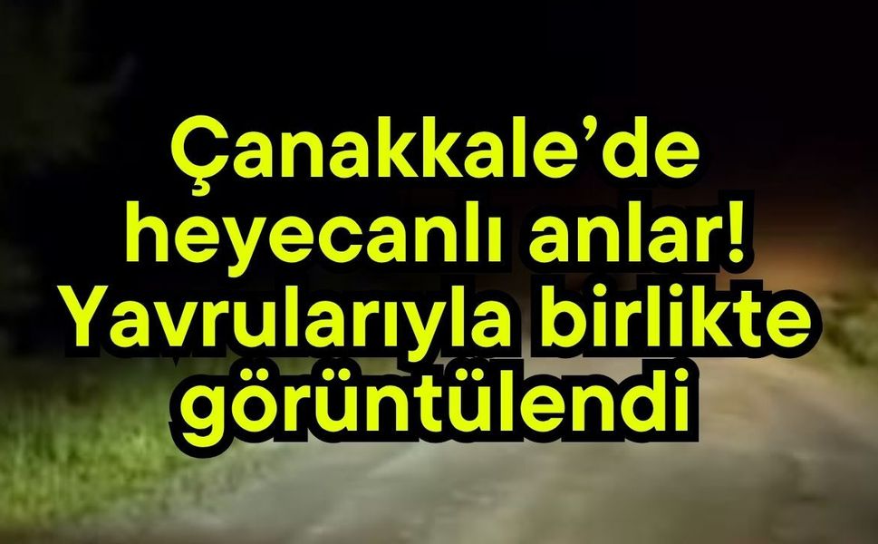 Çanakkale’de heyecanlı anlar! Yavrularıyla birlikte görüntülendi