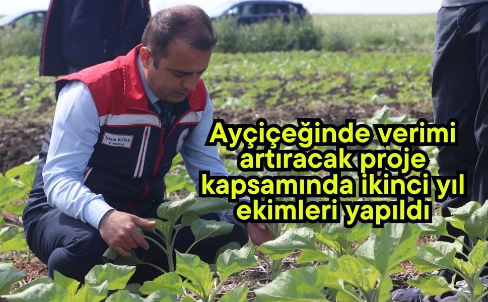 Ayçiçeğinde verimi artıracak proje kapsamında ikinci yıl ekimleri yapıldı