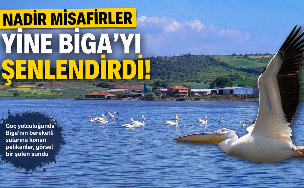 Nadir misafirler yine Biga’yı şenlendirdi