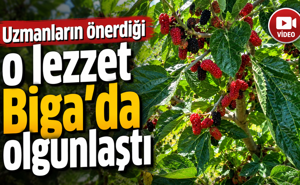 Uzmanların &ouml;nerdiği o lezzet Biga&rsquo;da olgunlaştı