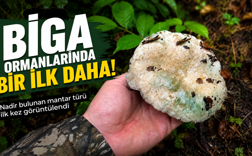 Biga ormanlarında bir ilk daha