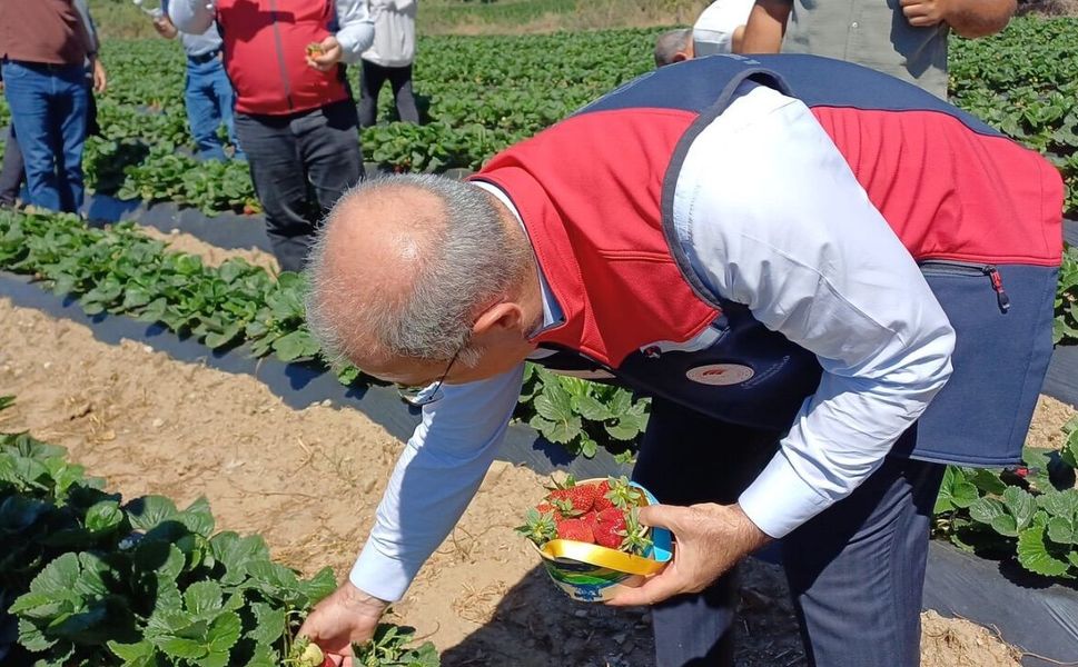 Çanakkale'de çilek hasat şenliği düzenlendi