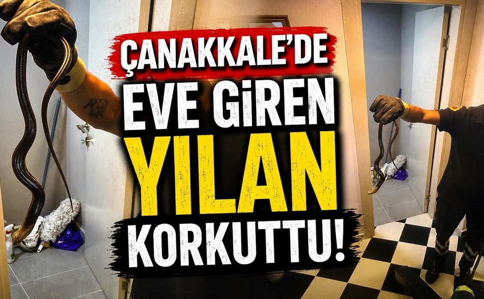 Çanakkale'de Eve Giren Yılan Korkuttu