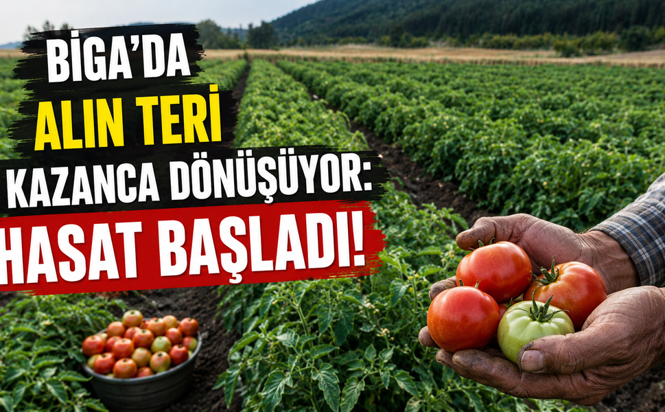 Biga’da alın teri kazanca dönüşüyor: Hasat başladı!
