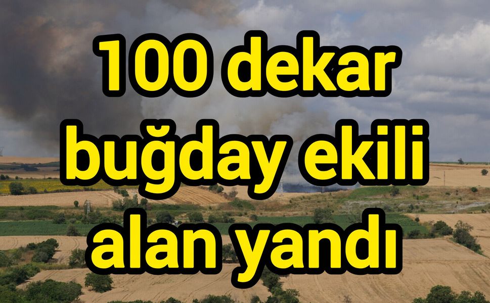 100 dekar buğday ekili alan yandı