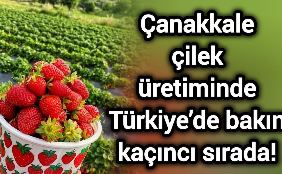 Çanakkale çilek üretiminde Türkiye’de bakın kaçıncı sırada!