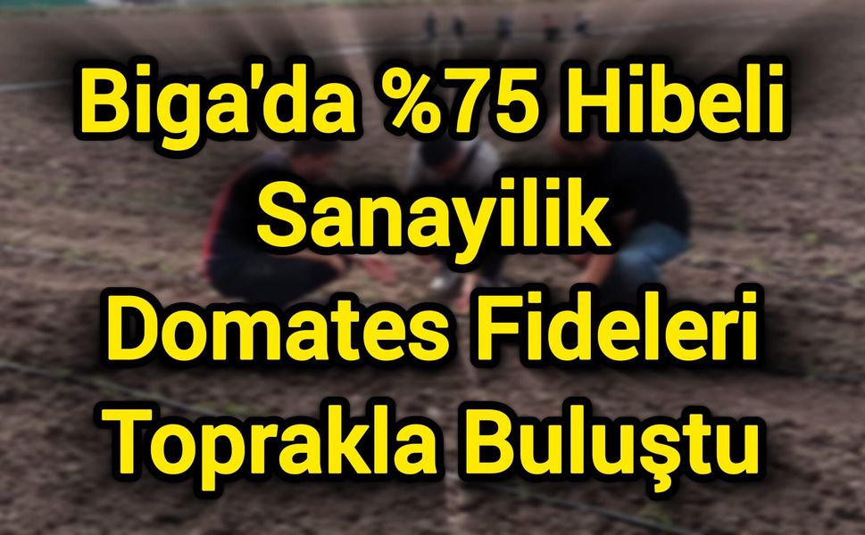 Biga'da %75 Hibeli Sanayilik Domates Fideleri Toprakla Buluştu