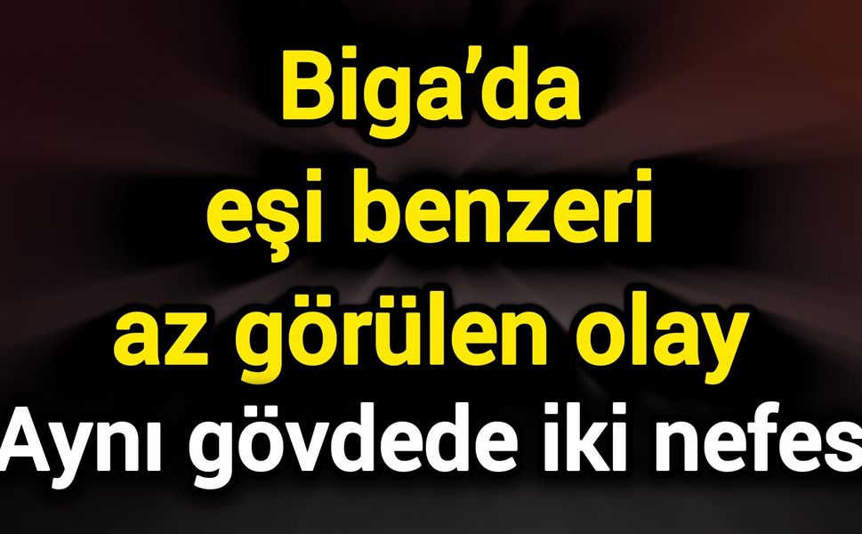 Biga’da eşi benzeri az görülen olay: Aynı gövdede iki nefes