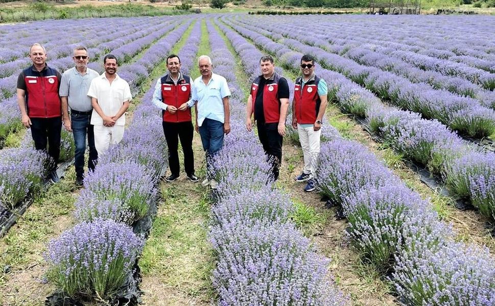 Gelibolu'da lavanta bahçeleri incelendi