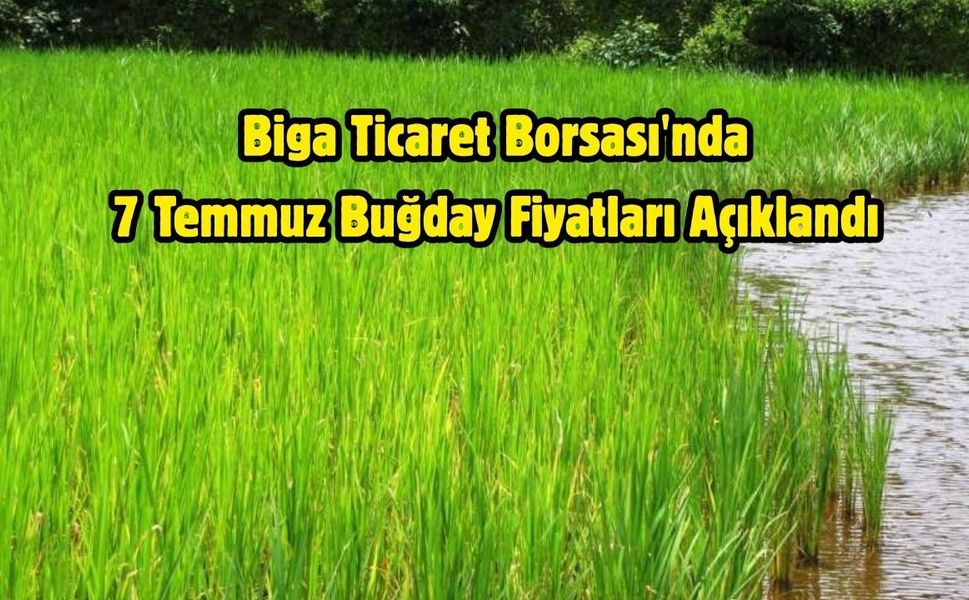 Biga Ticaret Borsası'nda 7 Temmuz Buğday Fiyatları Açıklandı